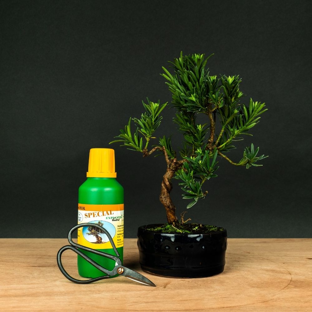 Podocarpus Starter Set