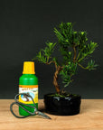 Podocarpus Starter Set
