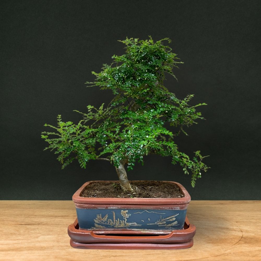 Zanthoxylum (édition limitée) 