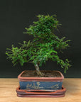 Zanthoxylum (édition limitée) 