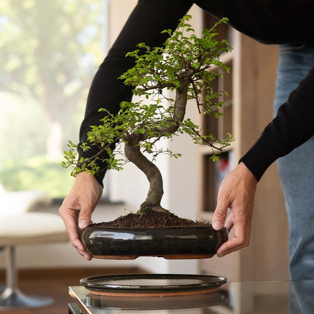 Zelkova Dai