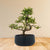 Zelkova Marui