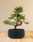 Zelkova Marui
