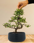 Zelkova Marui