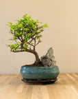 Paysage de Zelkova