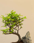 Paysage de Zelkova