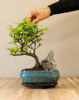 Paysage de Zelkova