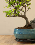 Paysage de Zelkova