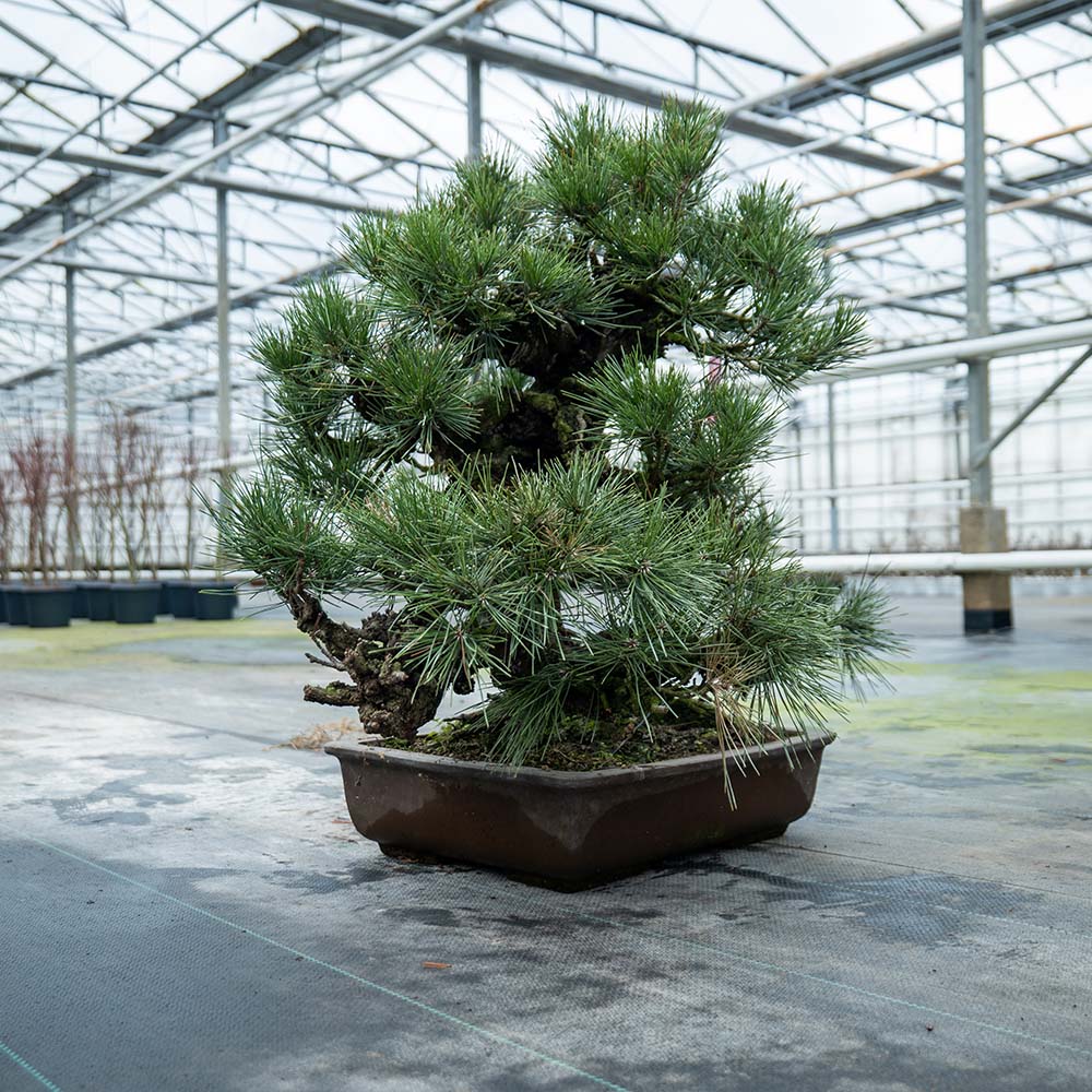 Pinus Thunbergii no.02