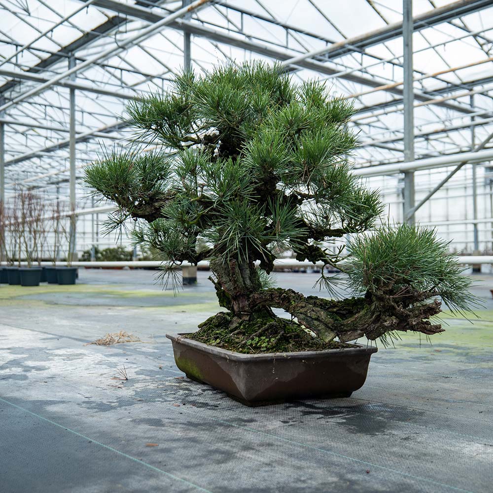 Pinus Thunbergii no.02