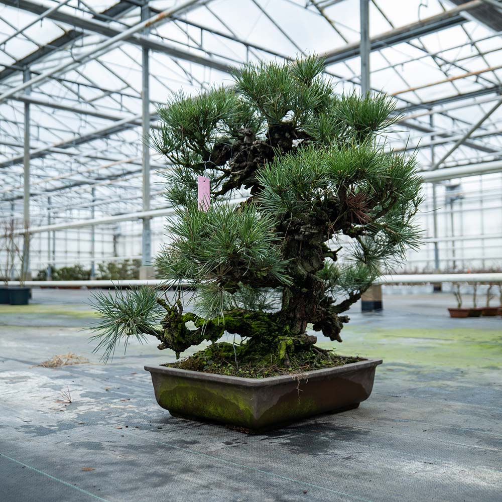 Pinus Thunbergii no.02