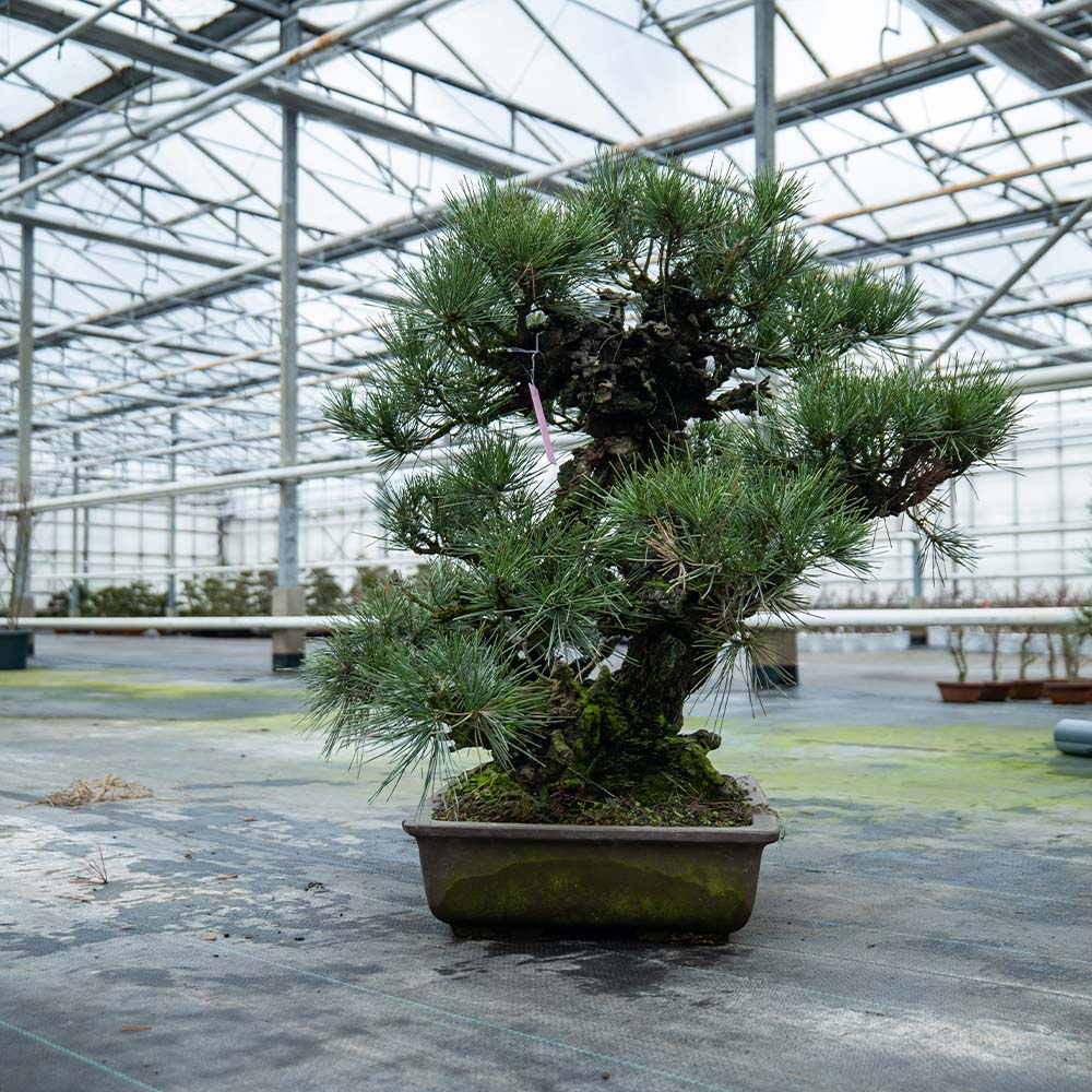 Pinus Thunbergii no.02