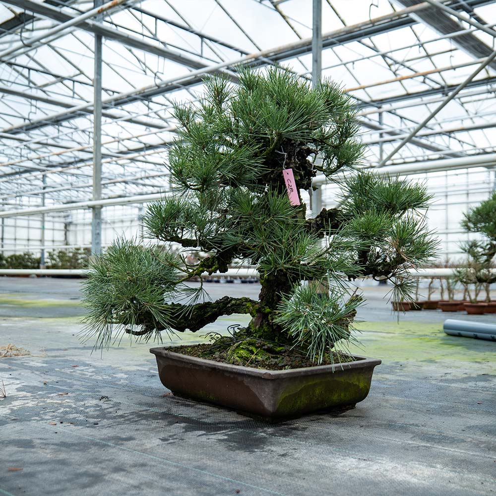 Pinus Thunbergii no.02