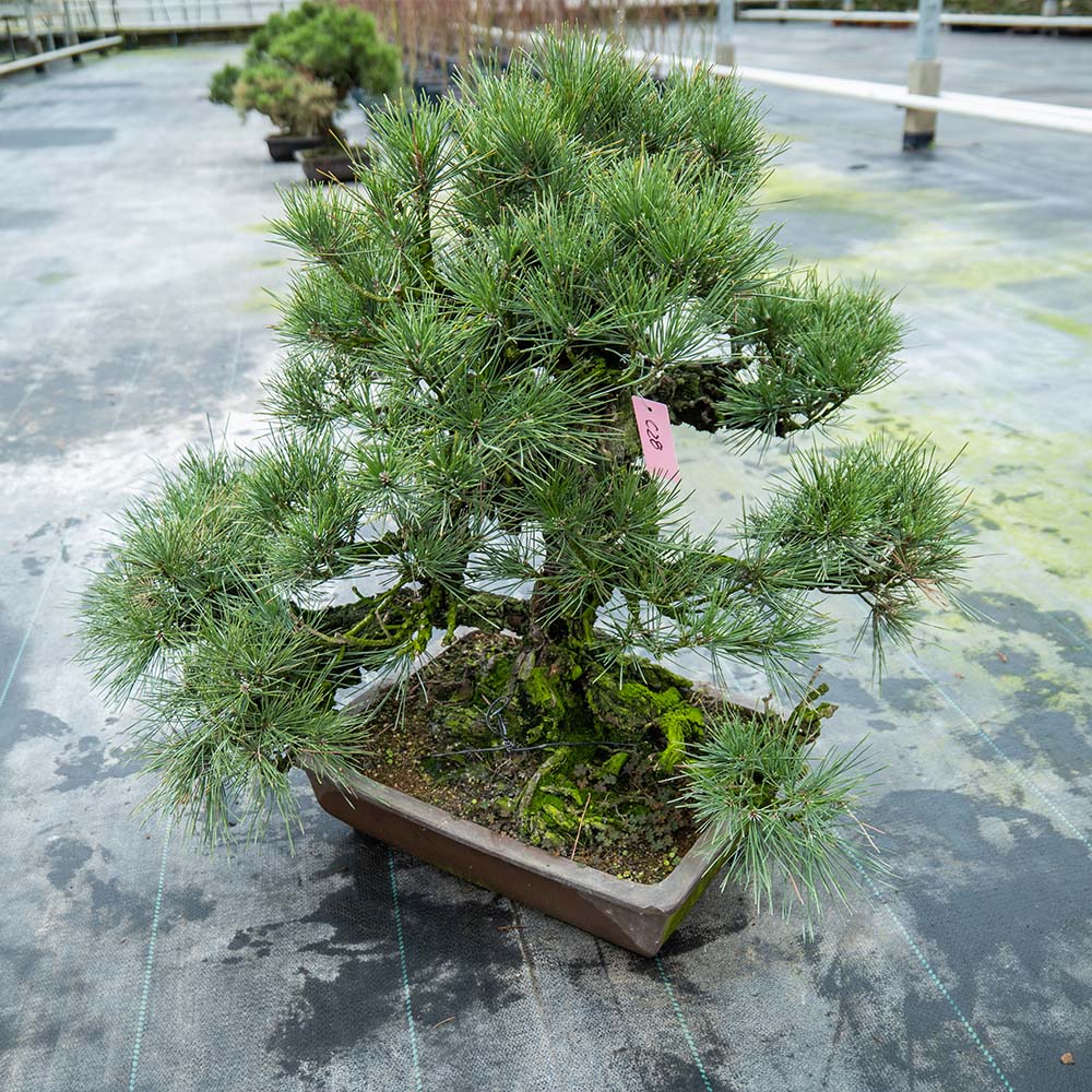 Pinus Thunbergii no.02