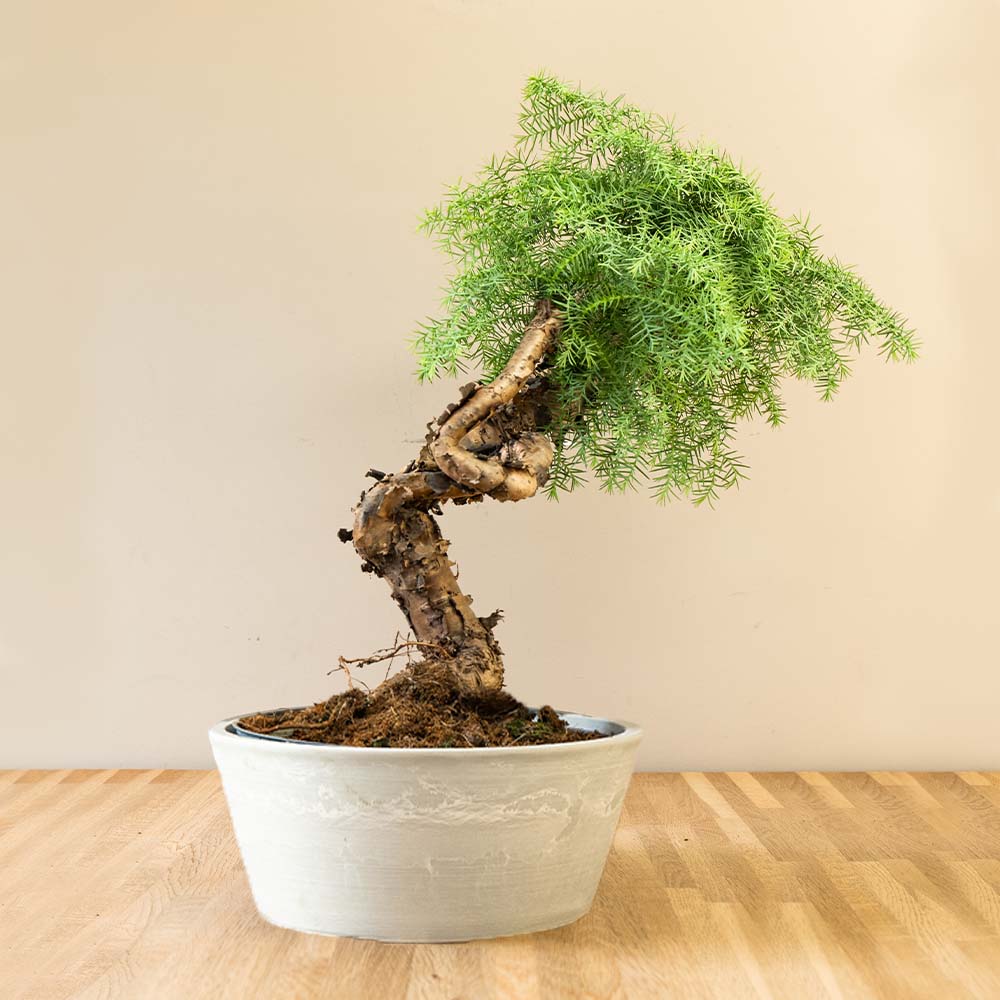 Araucaria Daija