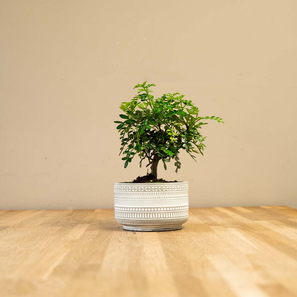 Mini Bonsais